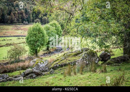 Herbst fällt über den Wald in der Nähe von Coniston im Nationalpark Lake District, Cumbria Stockfoto