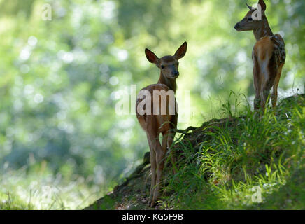 Rotwild, Cervus elaphus, Rehkitze, Wald, Stockfoto