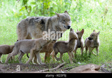 Wölfe, Canis lupus, Frau Wolf, junge Tiere, Stockfoto