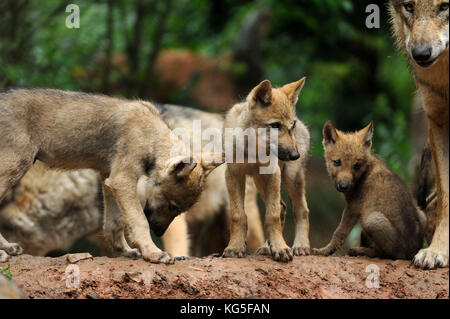 Wölfe, Canis lupus, Frau Wolf, junge Tiere, Stockfoto