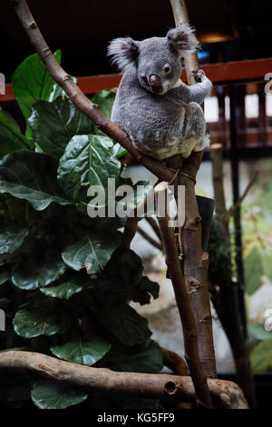 Koala Phascolarctos cinereus auf Baum, Stockfoto