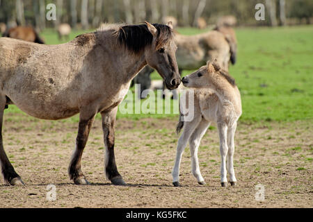 Wildpferde im Merfelder Bruch, Dülmen, Münsterland, Nordrhein-Westfalen, Deutschland Stockfoto