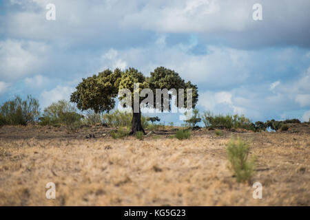 Ein einsamer Steineichen in der Mitte der Weide in der Extremadura Stockfoto