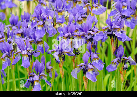 Masse des sibirischen Schwertlilien oder Iris, selten werden als wilde Pflanze Stockfoto