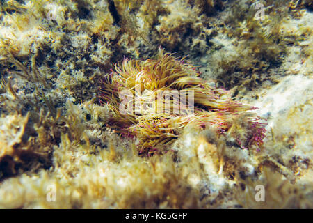 Die Unterwasserwelt rund um das Mittelmeer Insel Formentera, Stockfoto