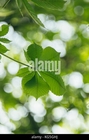 Frische grüne Kastanie Laub im Frühjahr sun Stockfoto