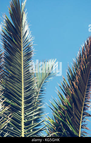 Palmwedel vor strahlend blauem Himmel, Stockfoto