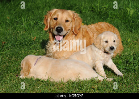 Golden Retriever mit Hund Welpen im Garten Stockfoto