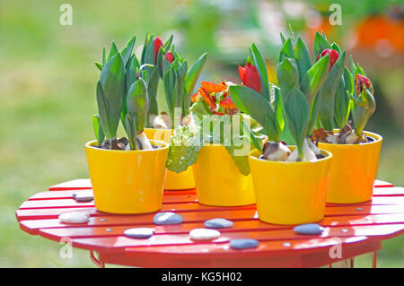 Blumentöpfe mit Tulpen, rote Tulpe Knospen der Papagei Tulpen, Tulipa, close-up Stockfoto