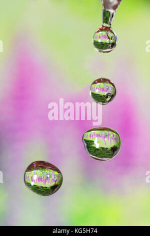 Tropfen vier Jahreszeiten - Frühling. Stockfoto