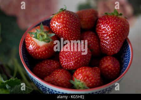 Erdbeeren in Schüssel Stockfoto