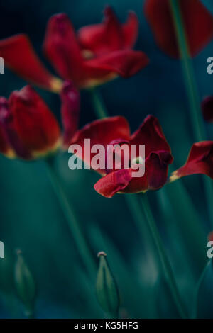 Tulpen Stockfoto