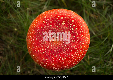 Cap von Fly agaric Pilz, Amanita muscaria Stockfoto