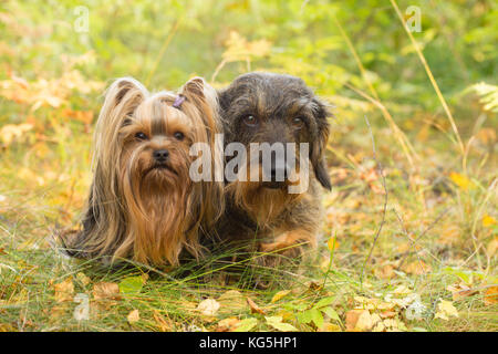 Dog Portrait von Yorkshire Terrier und Wire-haired Dackel Stockfoto