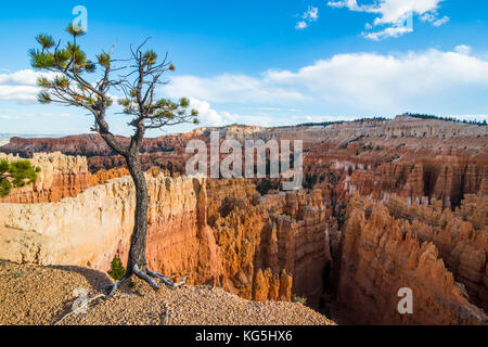 Einsamer Baum stehen am Rand der bunten Sandsteinformationen des Bryce Canyon National Park am späten Nachmittag, Utah, USA Stockfoto