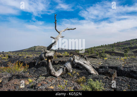 Toter Baum in einer vulkanischen Landschaft, Krater des Mondes Nationalpark, Idaho, USA Stockfoto