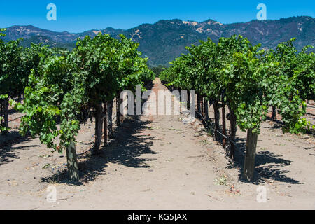 Weingüter im Napa Valley, Kalifornien, USA Stockfoto