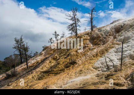 Tote Bäume auf einem Hügel von Travertin in Mammoth Hot Springs, Yellowstone National Park, Wyoming, USA Stockfoto