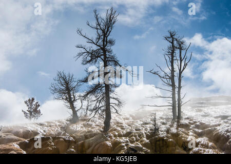 Tote Bäume auf einem Hügel von Travertin in Mammoth Hot Springs, Yellowstone National Park, Wyoming, USA Stockfoto