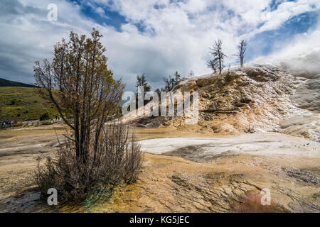 Tote Bäume auf einem Hügel von Travertin in Mammoth Hot Springs, Yellowstone National Park, Wyoming, USA Stockfoto