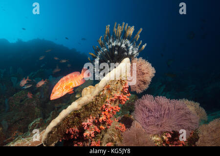 In coral Grouper, cephalopholis miniata Coral Reef, Christmas Island, Australien Stockfoto