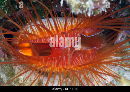 Nahaufnahme der elektrische Flamme Jakobsmuscheln, ctenoides Ales, Christmas Island, Australien Stockfoto