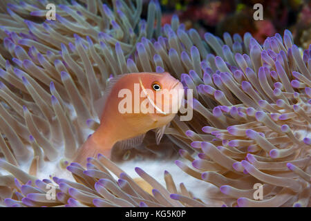 Rosa Anemonenfischen, Amphiprion perideraion, Christmas Island, Australien Stockfoto