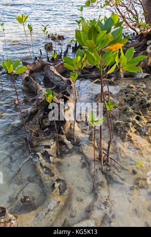 Typische in küstennahen Mangroven Vegetation Stockfoto