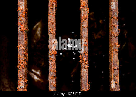 Kinder Krabben Migration durch Flying Fish Cove, gecarcoidea Natalis, Christmas Island, Australien Stockfoto