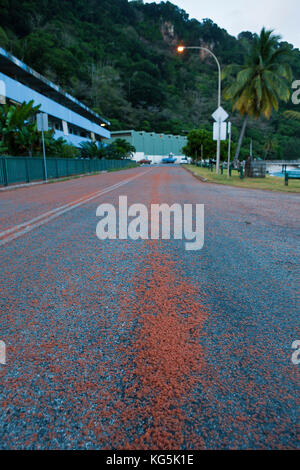 Kinder Krabben Migration durch Flying Fish Cove, gecarcoidea Natalis, Christmas Island, Australien Stockfoto