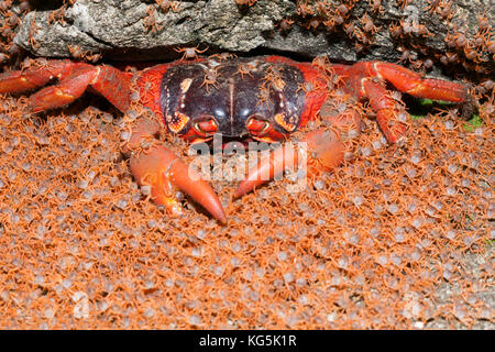 Kinder Krabben wieder an Land, gecarcoidea Natalis, Christmas Island, Australien Stockfoto