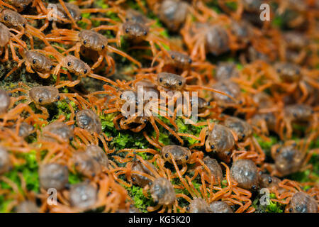 Kinder Krabben wieder an Land, gecarcoidea Natalis, Christmas Island, Australien Stockfoto