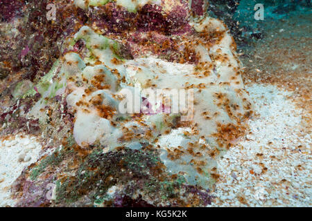 Krabbe Larven im indischen Ozean, der Unterwasserhöhle, gecarcoidea Natalis, Christmas Island, Australien Stockfoto