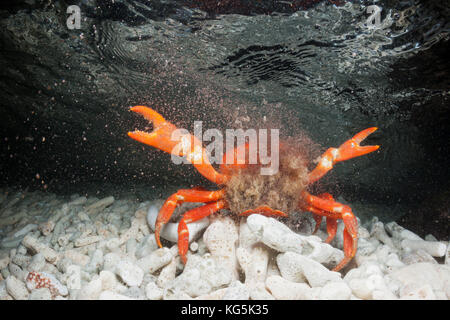 Christmas Island Red Crab release Eier in Ozean, gecarcoidea Natalis, Christmas Island, Australien Stockfoto