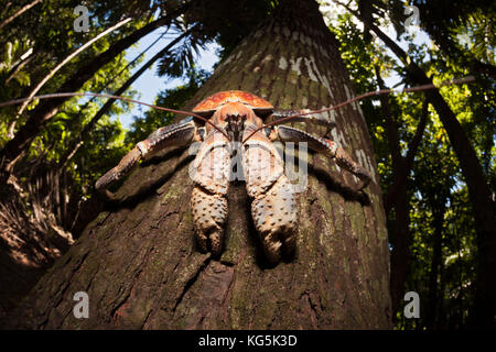 Räuber Krabben, birgus latro, Christmas Island, Australien Stockfoto