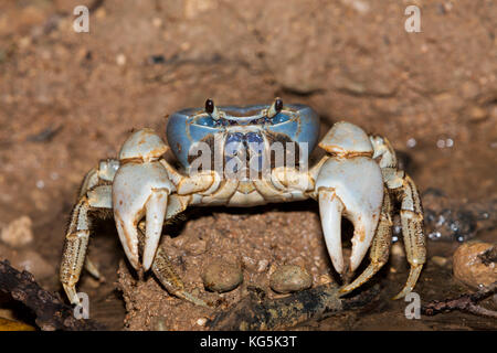 Christmas Island Blue Crab, discoplax Celeste, Christmas Island, Australien Stockfoto