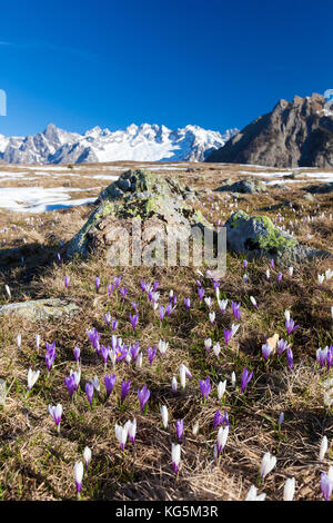 Bunte Krokusse in Wiesen von schneebedeckten Gipfeln umrahmt Alpe granda Provinz Sondrio Masino Tal Veltlin lombardei Italien Europa Stockfoto