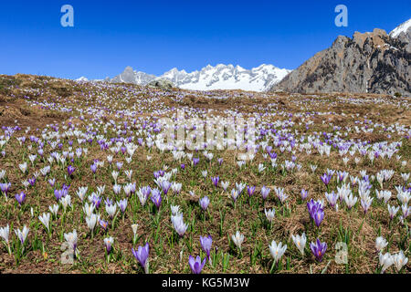 Blue Sky auf die bunten Krokusse Blumen in voller Blüte alpe Granda Provinz Sondrio Masino Tal Veltlin lombardei Italien Europa Stockfoto