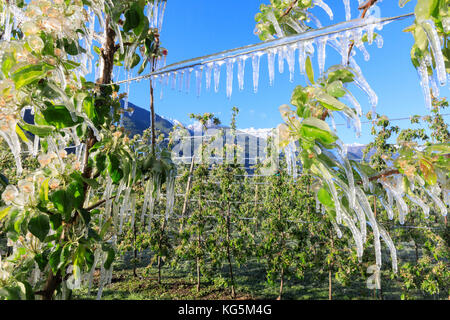 Nahaufnahme der Apfelplantagen mit Eis im Frühjahr Villa von tirano sondrio Provinz valtellina Lombardei, Italien Europa Stockfoto