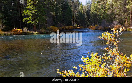 Ein Fliegenfischer wirft einen trocken fliegen für die Regenbogenforelle in der metolius Fluss in Alabama, im Oktober Stockfoto