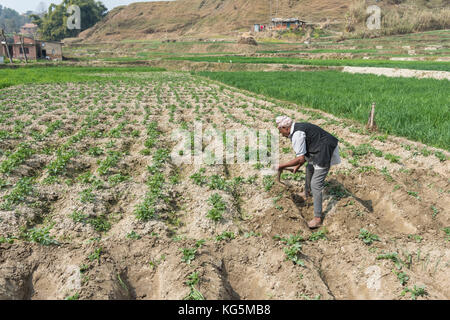 Kathmandu, Nepal Bagmati, älterer Herr arbeitet das Land im Tal von Kathmandu Stockfoto