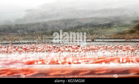 Flamingos im Lake Bogoria, Kenia Stockfoto