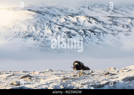 Dovrefjell Nationalpark, Oppdal, Norwegen Stockfoto