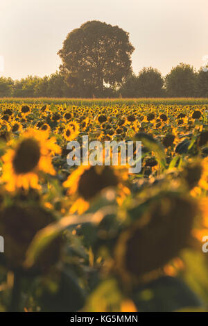 Sonnenblumen in Franciacorta, Provinz Brescia, Italien, Lombardei, Europa. Stockfoto