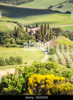 Die berühmten Podere Belvedere unter der Sonneneinstrahlung, mit grünen Hügeln. Val d'Orcia, in der Provinz von Siena, Toskana, Italien. Stockfoto