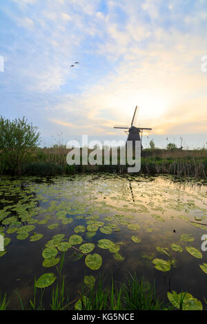 Sonnenaufgang am Windmühle in den Kanal durch schwimmende Blätter gerahmten Spiegeln kinderdijk molenwaard South Holland Niederlande Europa Stockfoto