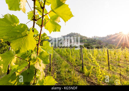 Sonnenaufgang auf dem alten Kloster von astino longuelo von Weinbergen, Provinz Bergamo, Lombardei, Italien, Europa Stockfoto