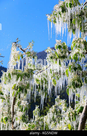 Blue Sky auf die apfelplantagen mit Eis im Frühjahr Villa von tirano sondrio Provinz valtellina Lombardei, Italien Europa Stockfoto