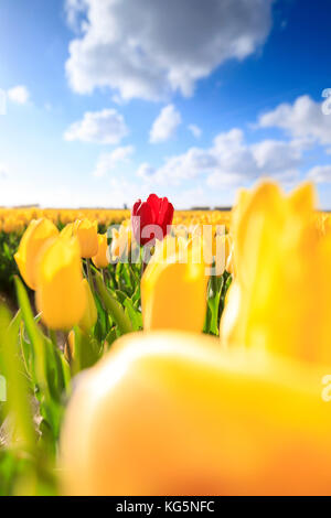 Sonne auf die rote Tulpe durch eine Vielzahl von gelben Tulpen Oude Tonge eingefasst goeree- overflakkee South Holland Niederlande Europa Stockfoto