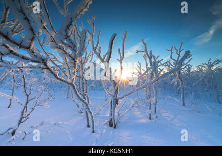 Sunburst auf gefrorenen Bäume in der borealen Wald, abisko, Norrbotten County, Gemeinde Kiruna, Lappland, Schweden Stockfoto